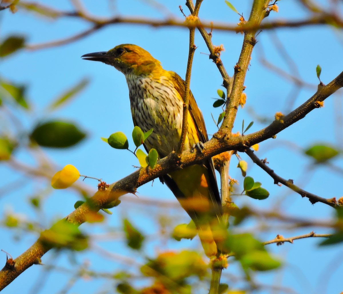 Indian Golden Oriole - ML426844391
