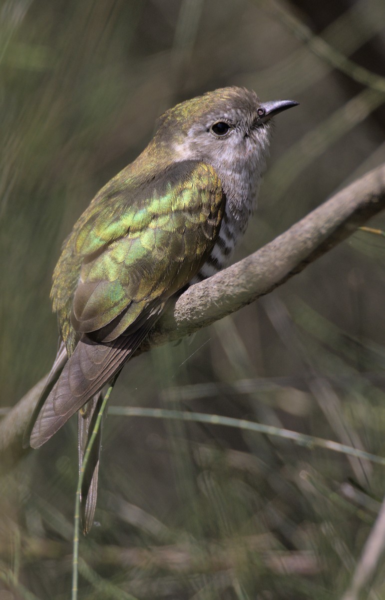 Shining Bronze-Cuckoo - Andy Gee