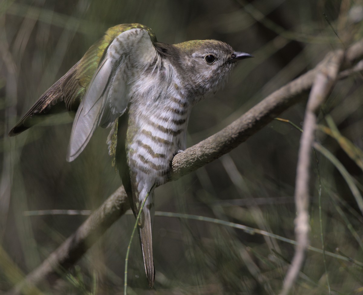 Shining Bronze-Cuckoo - Andy Gee