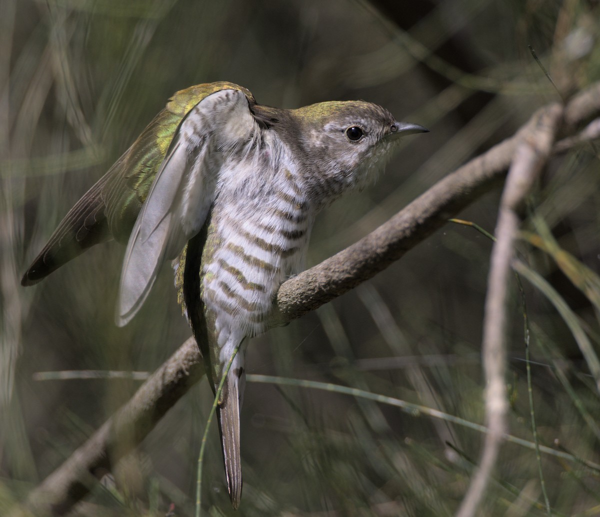 Shining Bronze-Cuckoo - Andy Gee