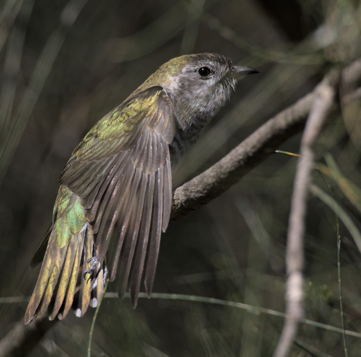 Shining Bronze-Cuckoo - Andy Gee