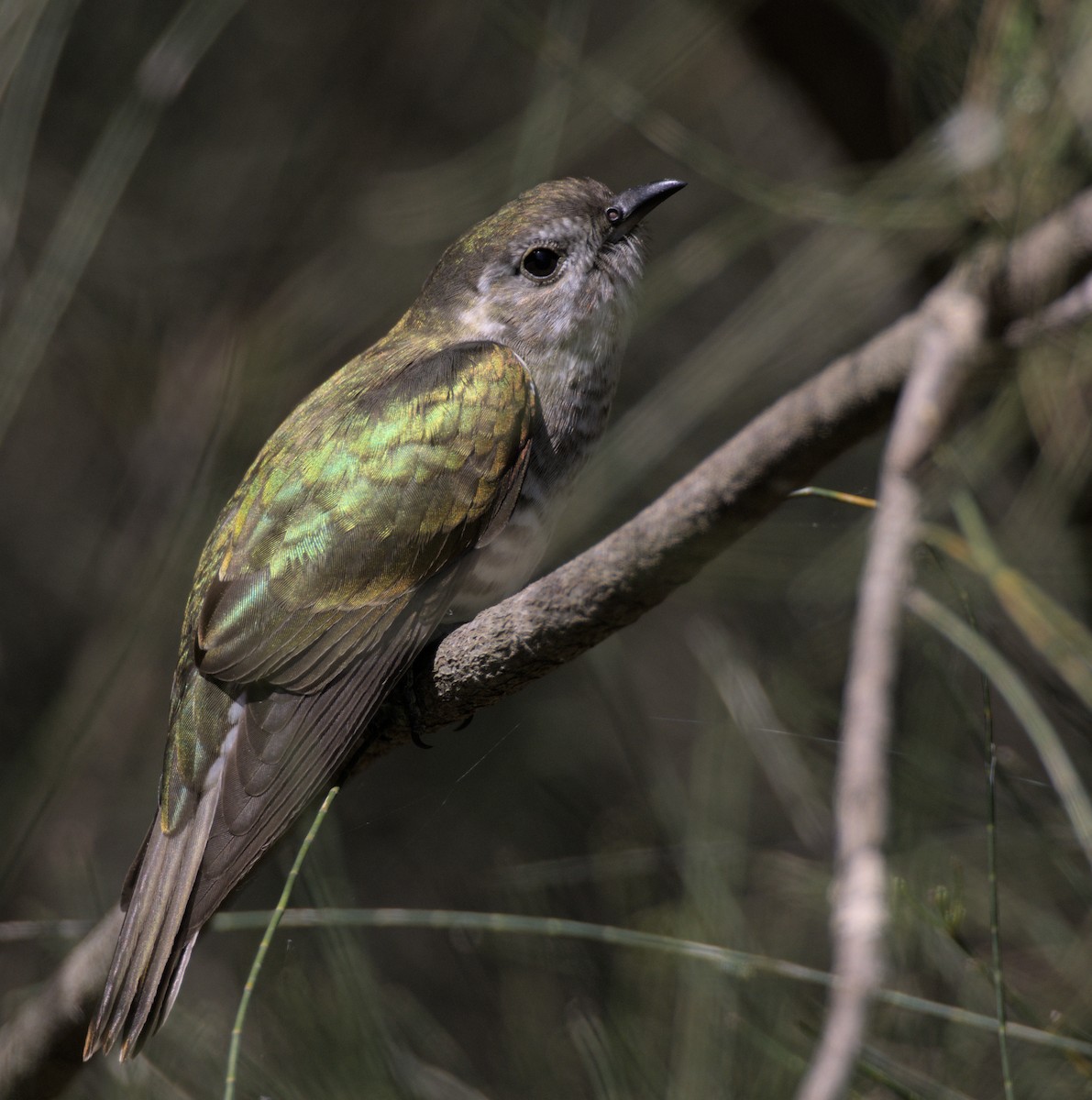 Shining Bronze-Cuckoo - ML426845781