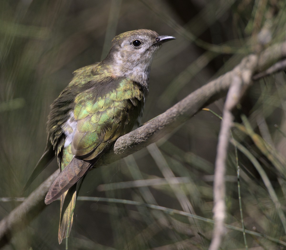 Shining Bronze-Cuckoo - Andy Gee