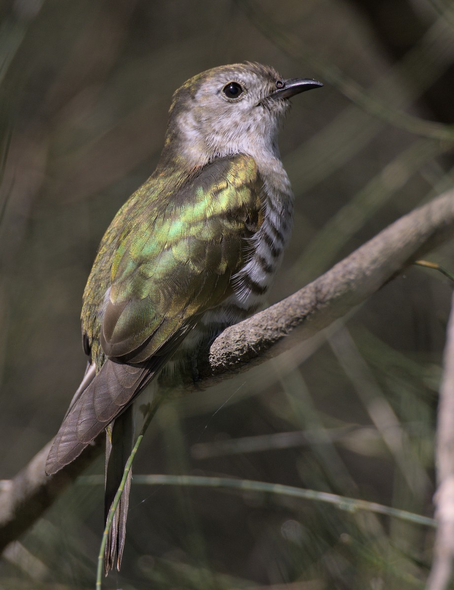 Shining Bronze-Cuckoo - Andy Gee