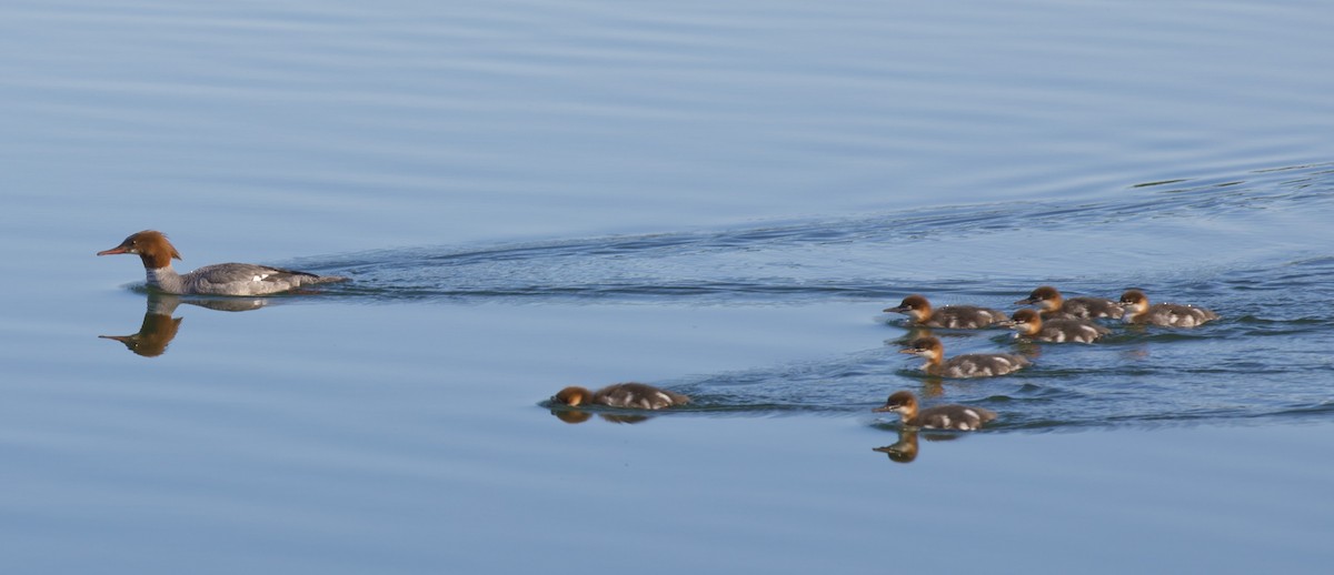 Common Merganser - ML426845961