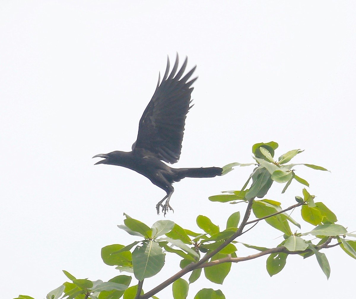 Large-billed Crow - ML426846751