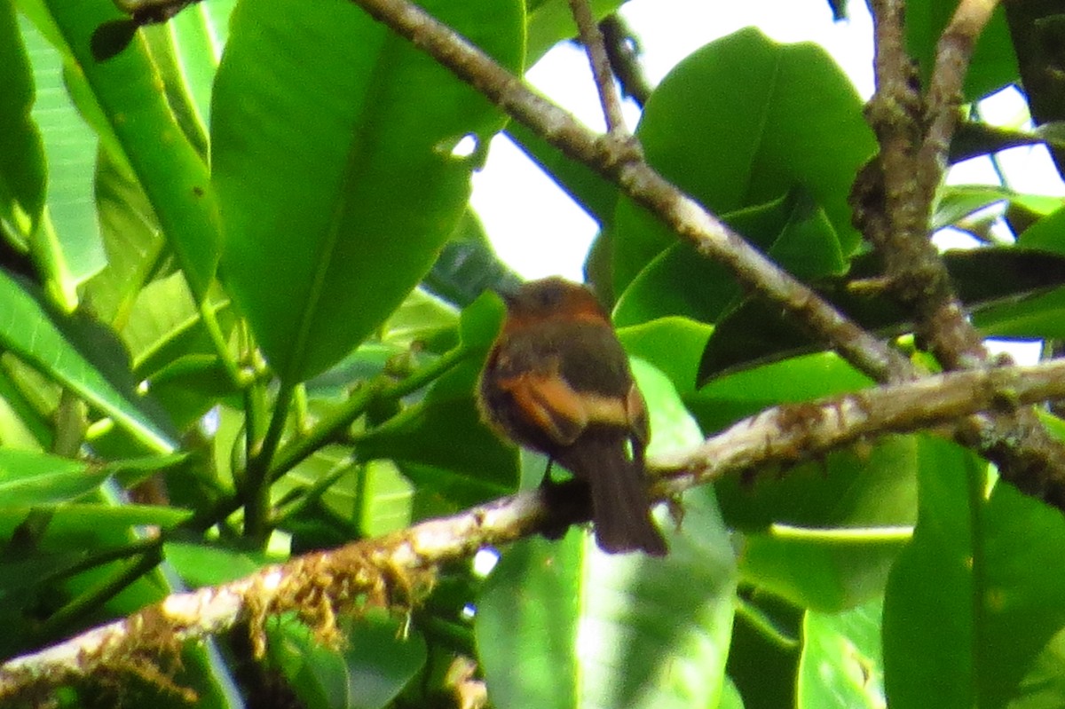 Cinnamon Flycatcher - ML42684681