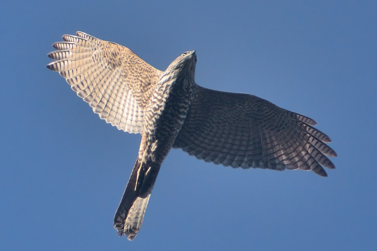 Brown Goshawk - ML426848701