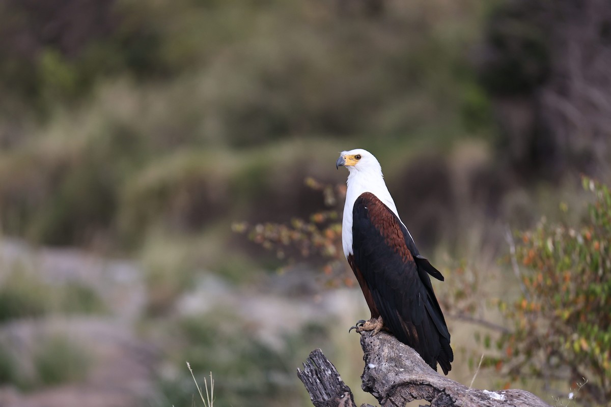 African Fish-Eagle - ML426849921