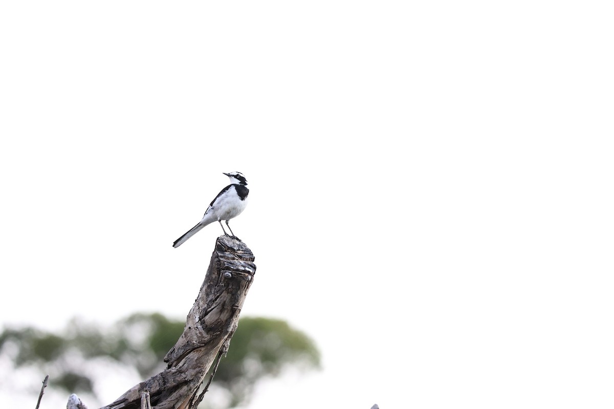 African Pied Wagtail - ML426849961