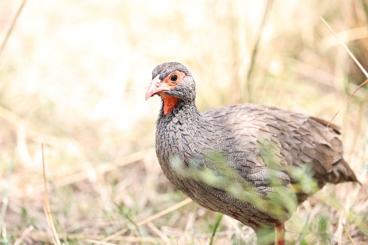 Red-necked Spurfowl - ML426851371