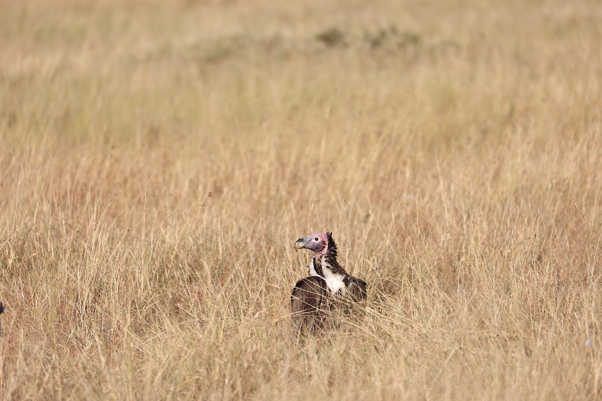Lappet-faced Vulture - ML426851471