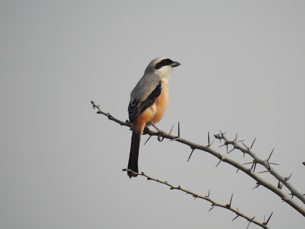 Long-tailed Shrike - ML426854331