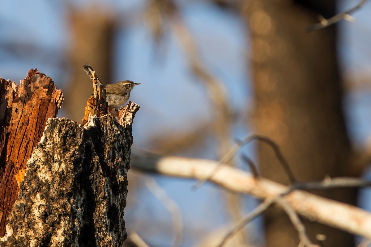 Bewick's Wren - ML426854471