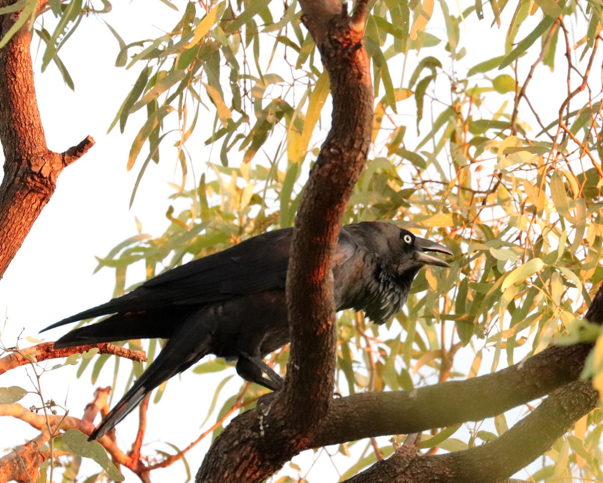 Australian Raven - John Lowry
