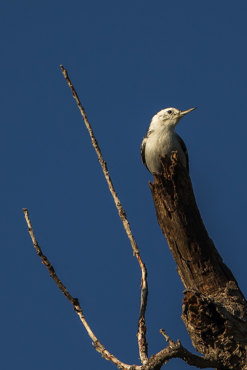 White-breasted Nuthatch - ML426854641