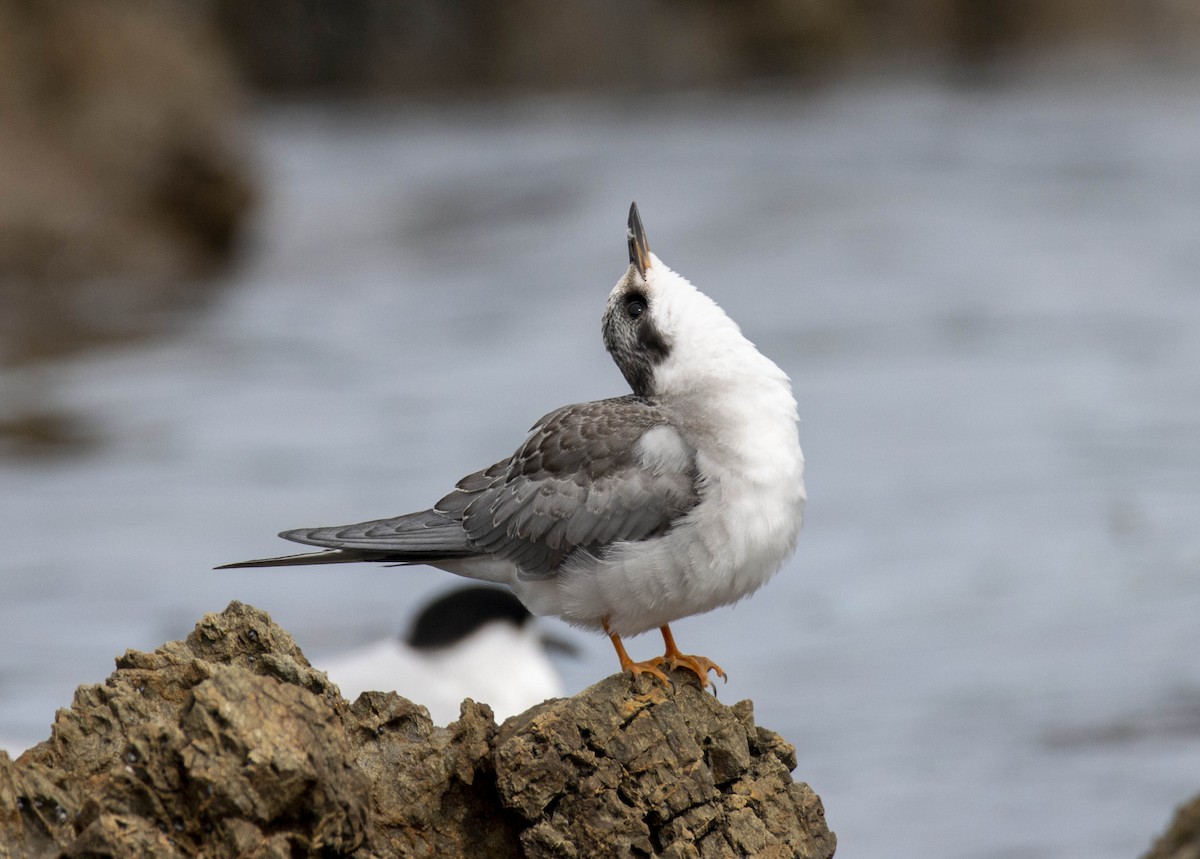 Black-fronted Tern - ML426855151