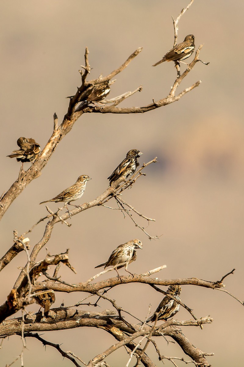 Lark Bunting - ML426855391