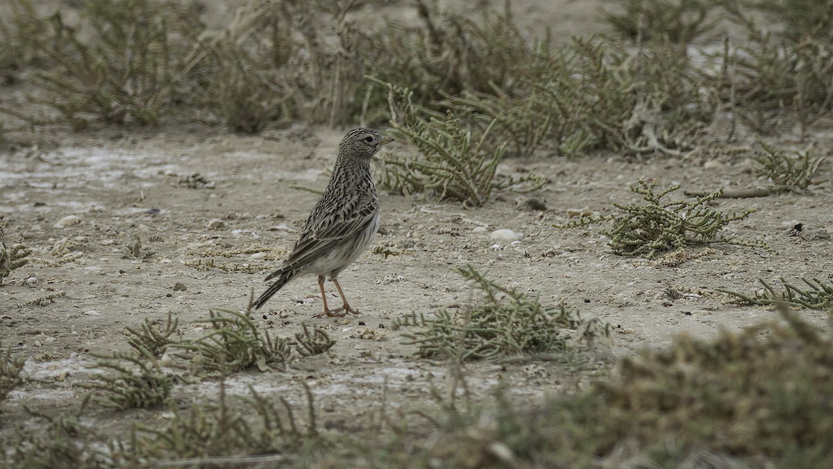 Turkestan Short-toed Lark - ML426855991