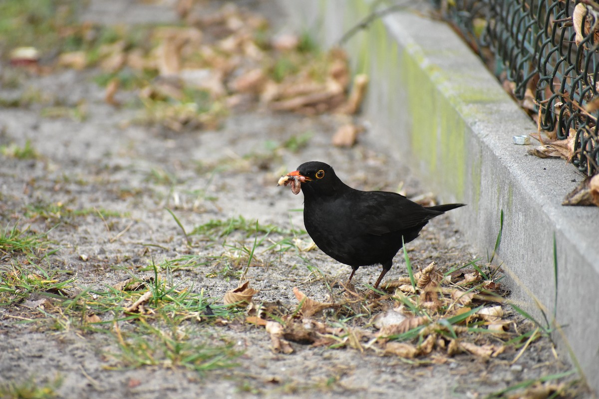 Eurasian Blackbird - ML426858661