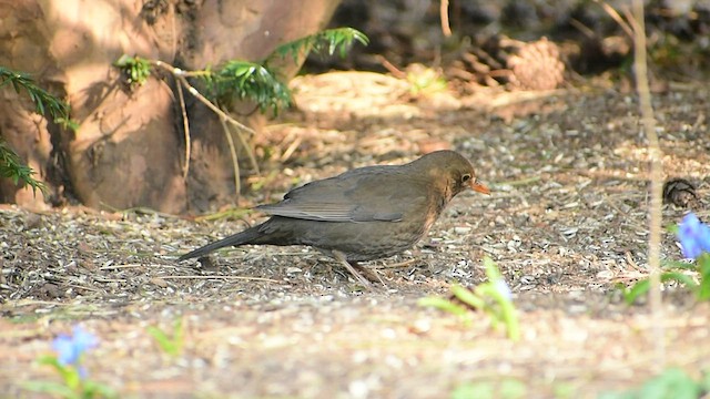 Eurasian Blackbird - ML426858901