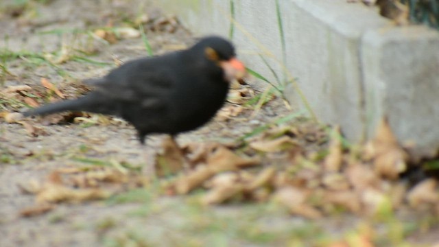 Eurasian Blackbird - ML426858921