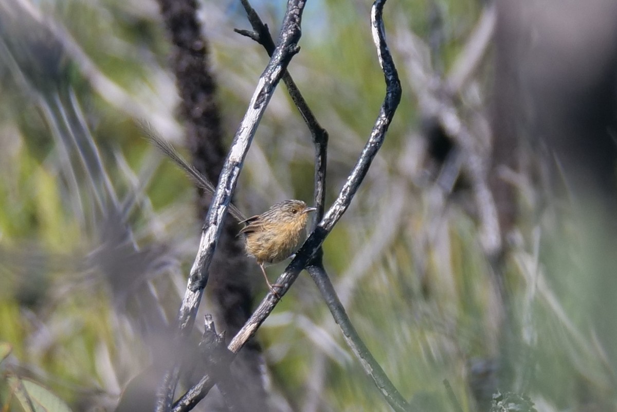 Southern Emuwren - Jenny Stiles