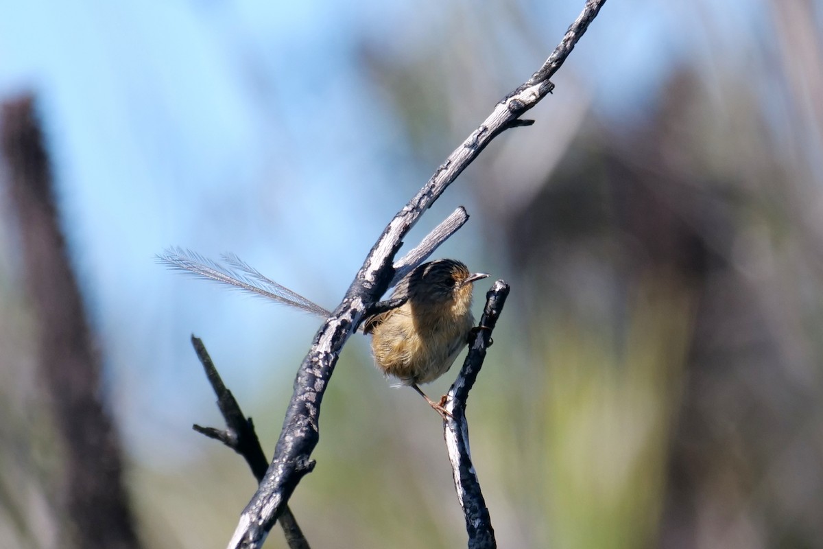 Southern Emuwren - ML426860031