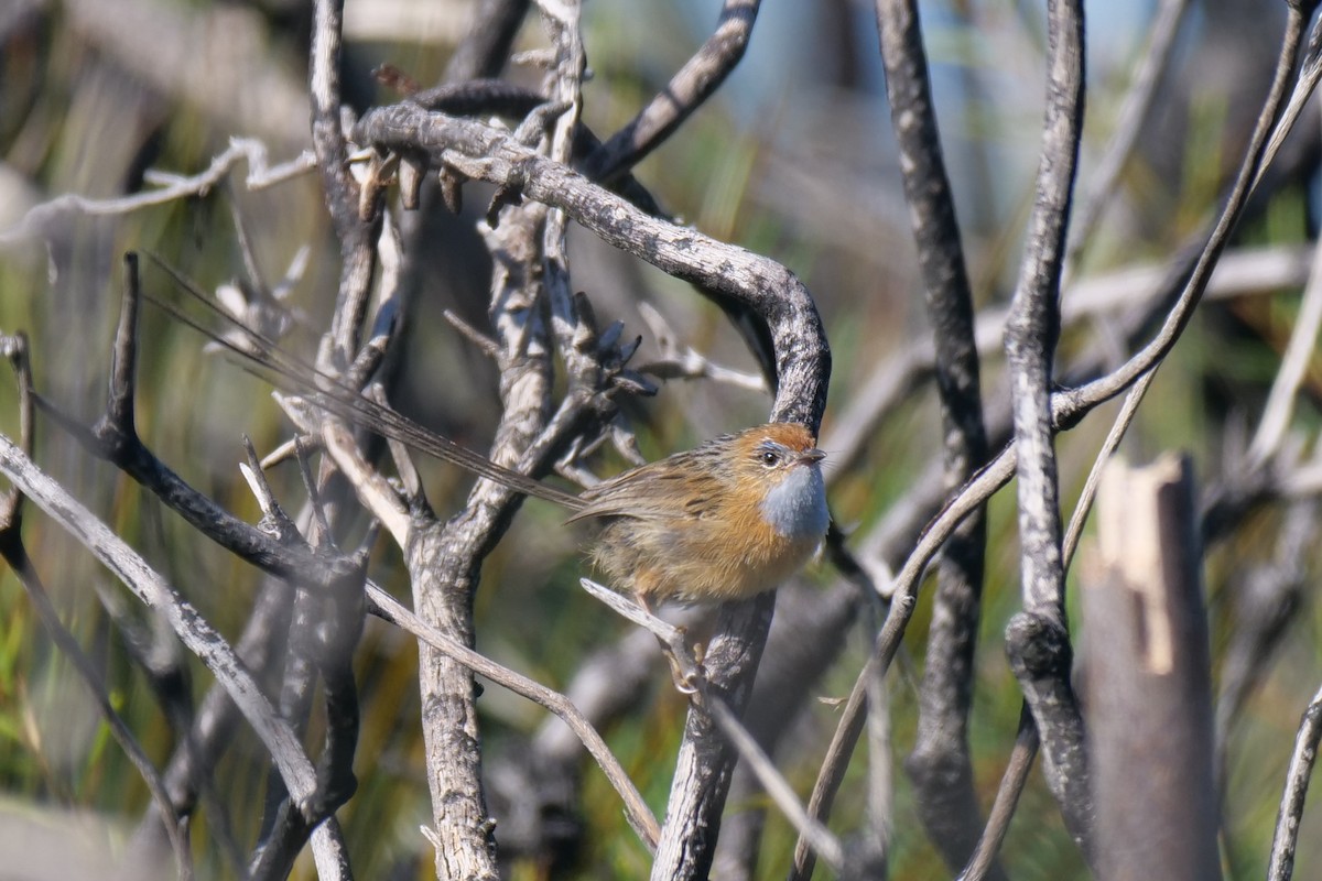 Southern Emuwren - ML426860071