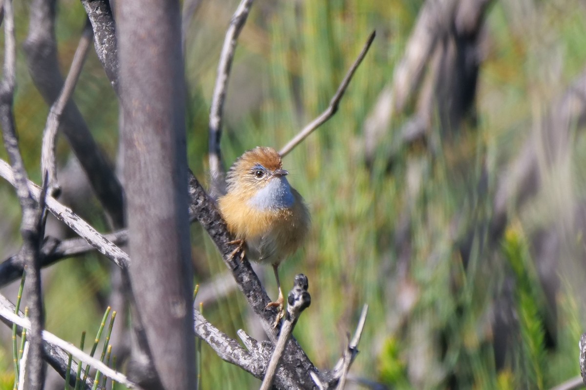 Southern Emuwren - ML426860081