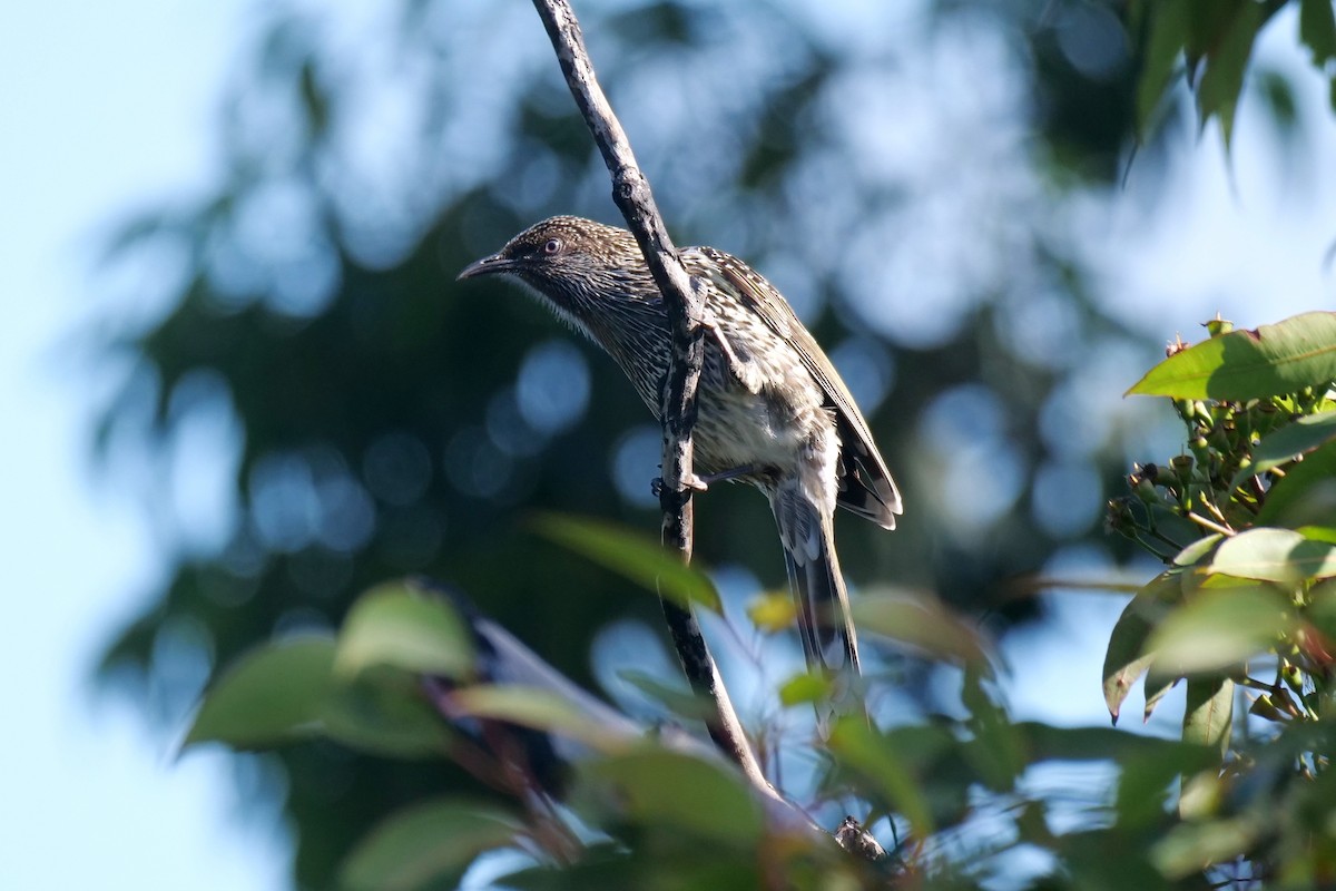 Little Wattlebird - ML426860091