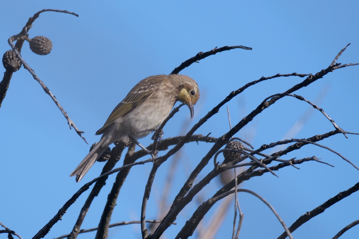 Tawny-crowned Honeyeater - ML426860141