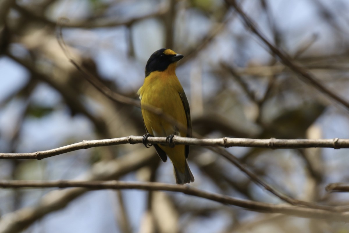 Yellow-throated Euphonia - ML426860471