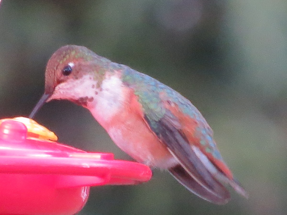 Rufous Hummingbird - ML42686121