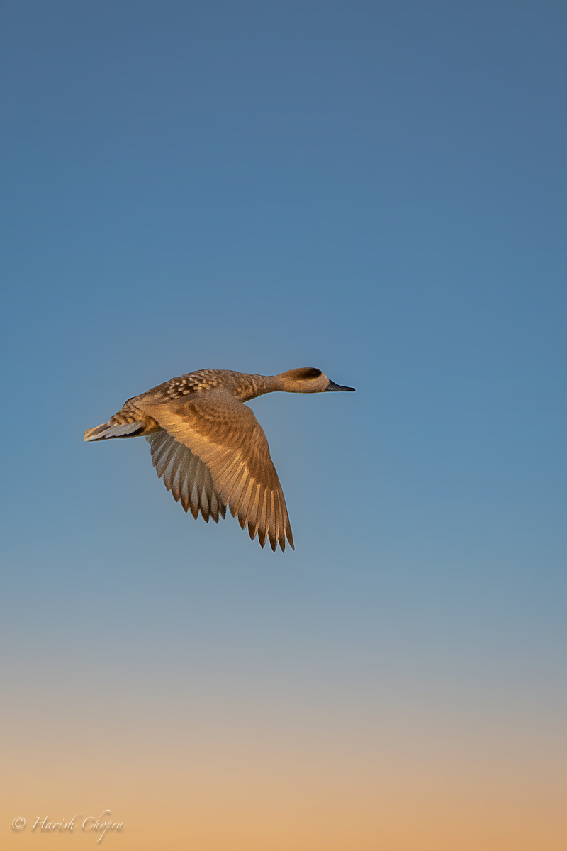 Marbled Duck - harish chopra