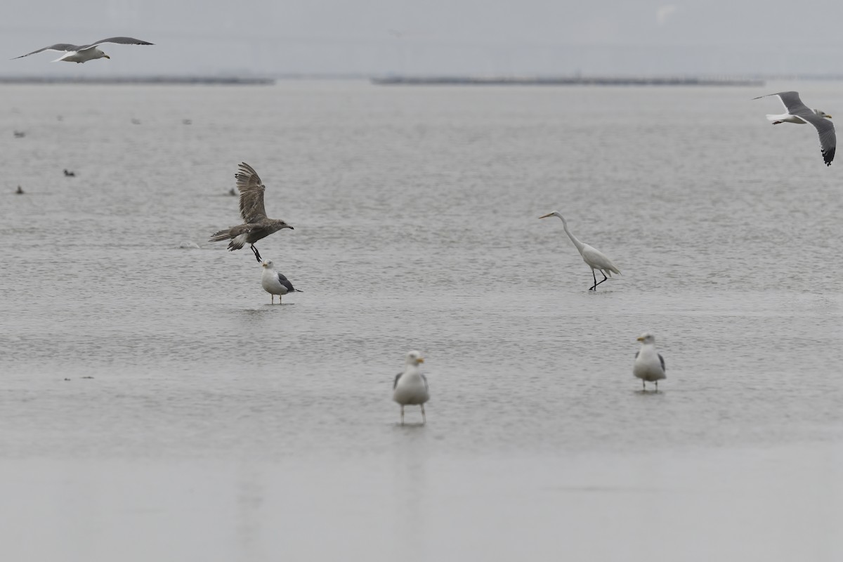 Slaty-backed Gull - ML426862101