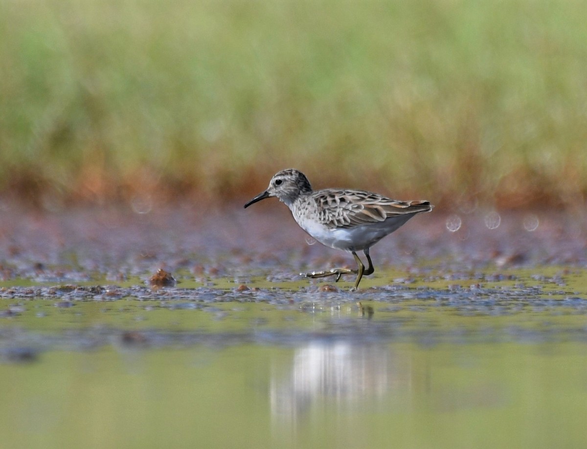 Long-toed Stint - ML426864331