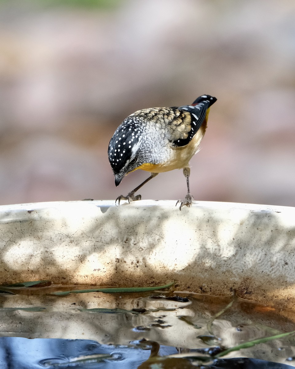 Spotted Pardalote - ML426865301