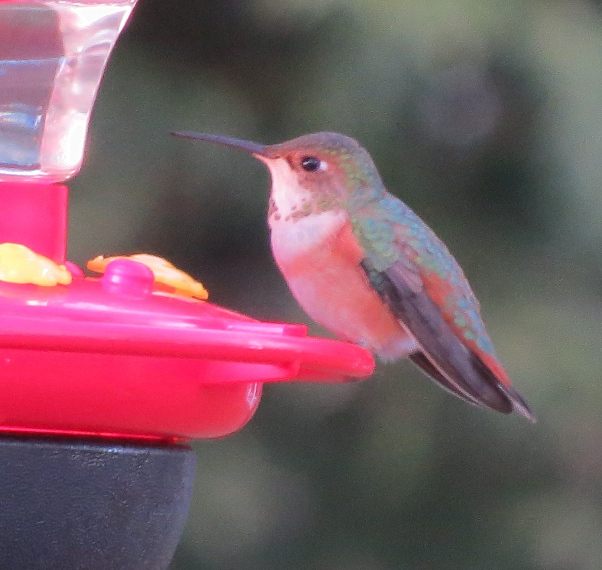 Rufous Hummingbird - ML42686531