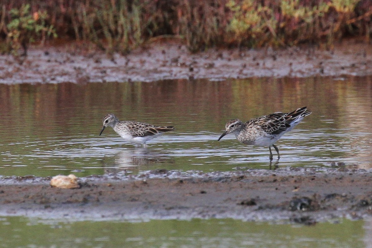 Long-toed Stint - ML426865631