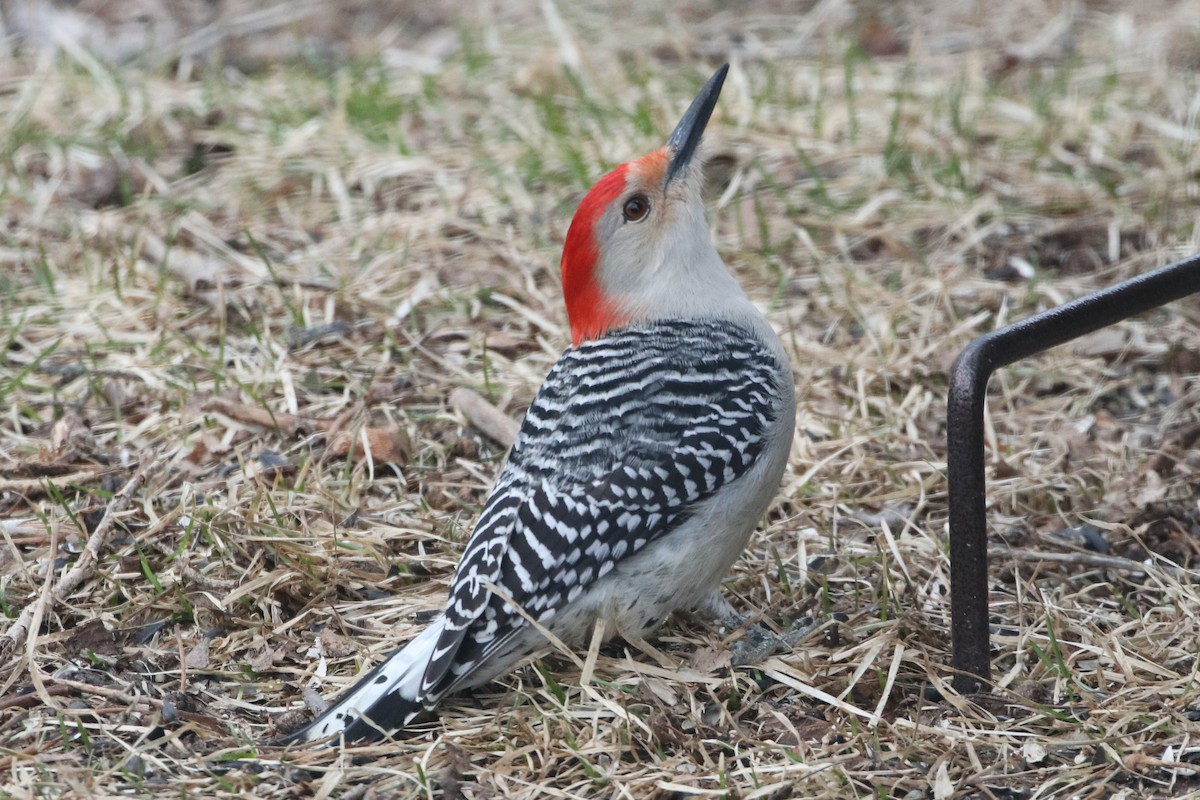 Red-bellied Woodpecker - Ken McKenna