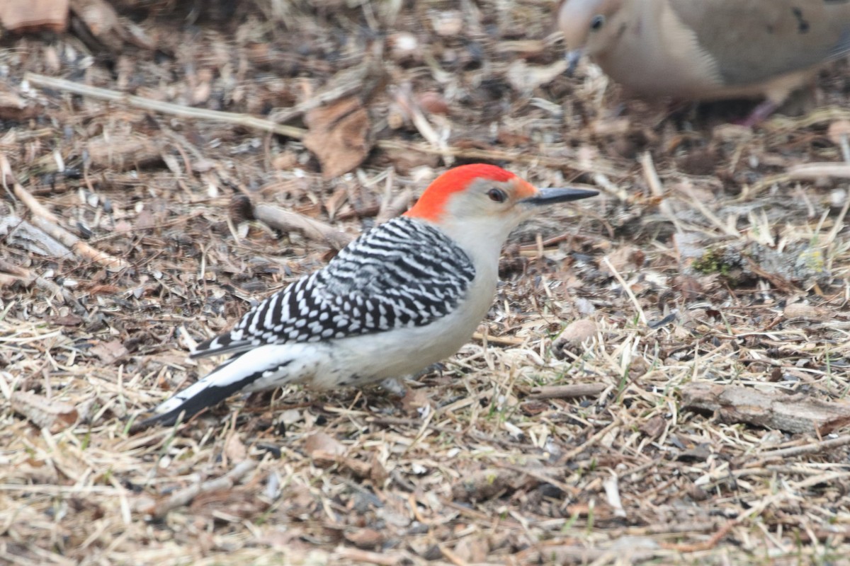 Red-bellied Woodpecker - ML426867331