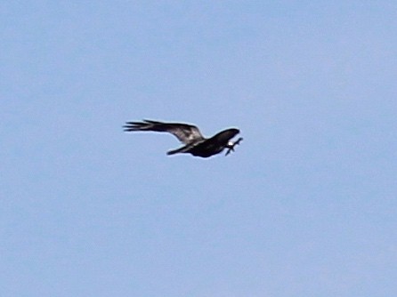 Chihuahuan Raven - ML426867491