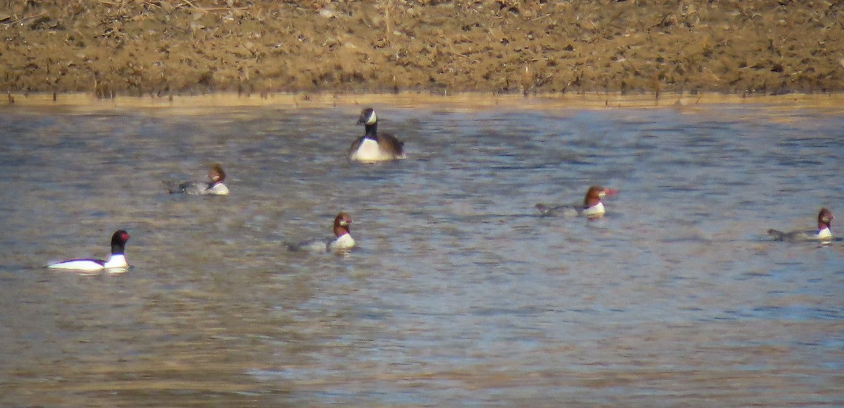 Common Merganser - ML426867511