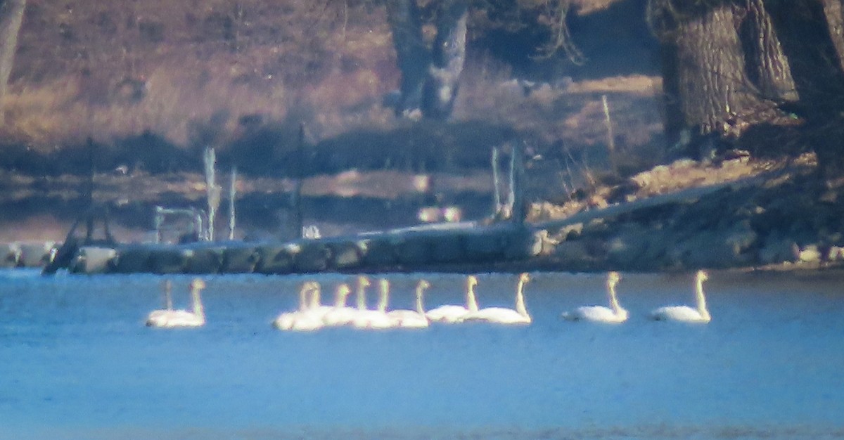 Trumpeter Swan - ML426867721