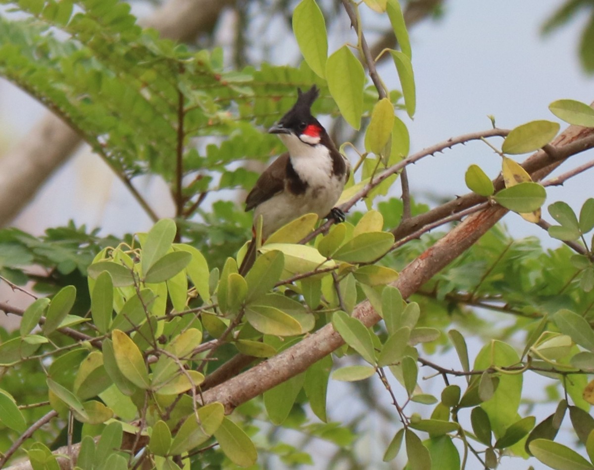 Red-whiskered Bulbul - ML426869081