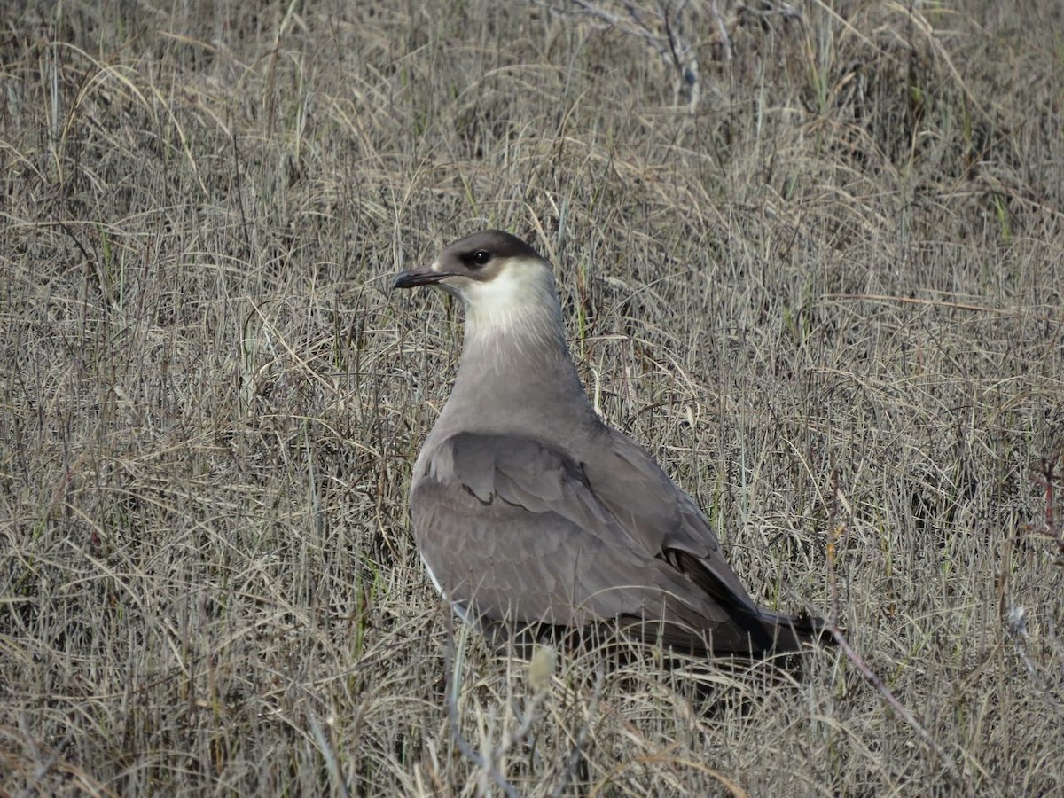 Parasitic Jaeger - ML42686931