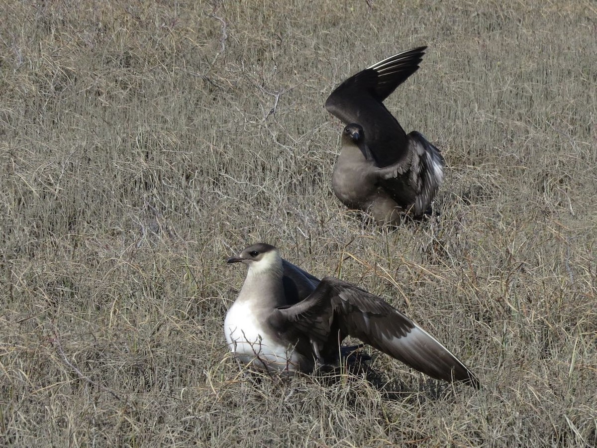 Parasitic Jaeger - ML42686951