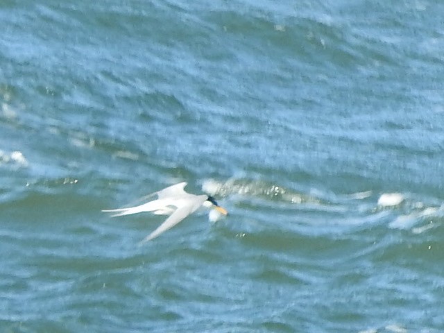 Little Tern - ML426869571