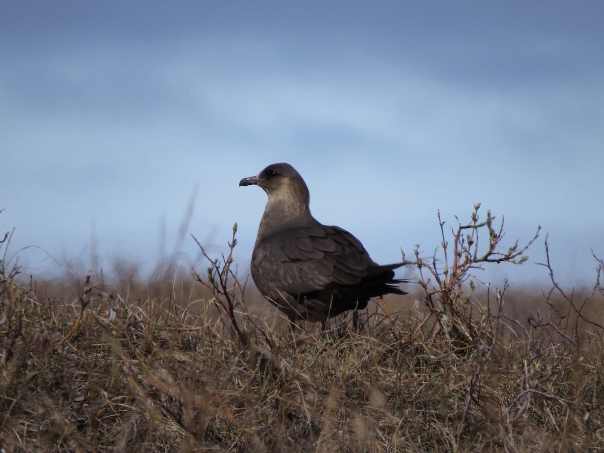 Parasitic Jaeger - ML42686961